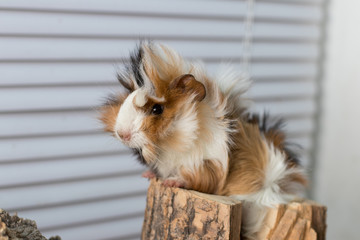 portrait of a Guinea pig