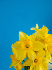 bouquet Yellow flowers Narcissus blue background.