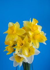 bouquet Yellow Narcissus blue background.