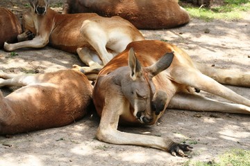 brown kangaroo sleeping in the ground next to his herd