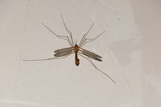 Crane fly on the wall inside. Tipula sp