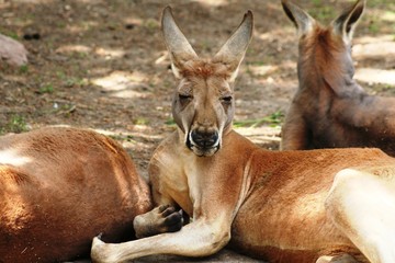 close-up to the face of a kangaroo resting on the ground
