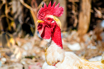 cock