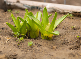 Hyacinths started in vegetation and flower buds start growing