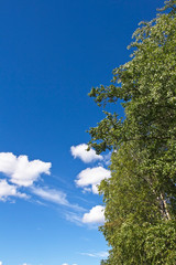 summer foliage against blue sky, Finland