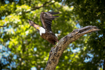 Eagle Taking Off