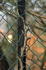 Zaun © Asray Laleike