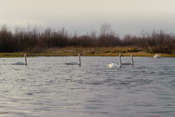 Two whitewashed swans in the water of a blue lake on a background of a foggy field and a church with golden domes