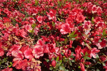 Azalea Japan