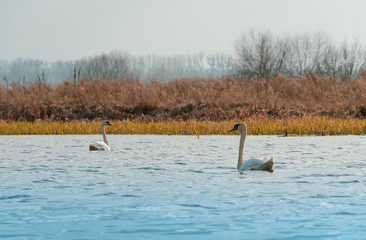 Two whitewashed swans in the water of a blue lake on a background of a foggy field and a church with golden domes