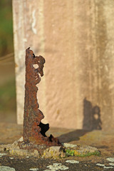 Rost