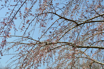 しだれ桜のツボミ