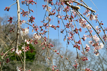 しだれ桜のツボミ
