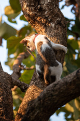 Kitten Climbing Tree And Blur Green Background.