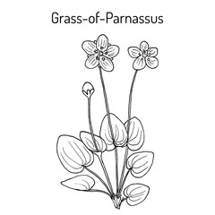 Marsh grass of Parnassus parnassia palustris , medicinal plant