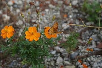 Obraz premium 蝶々 夏 花 光 黄色