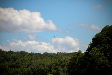 Eagle Over the Trees