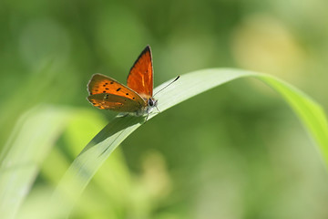 Fototapeta na wymiar Lycaena virgaureae, known as scarce copper, a butterfly from Finland