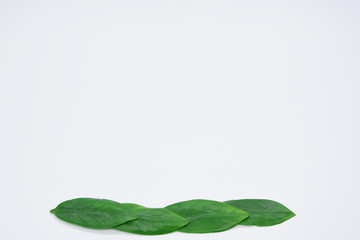 Fototapeta premium green leaves on a white background. Greeting card. Mockup for positive ideas. Empty place for inspirational, emotional, sentimental text or quote.