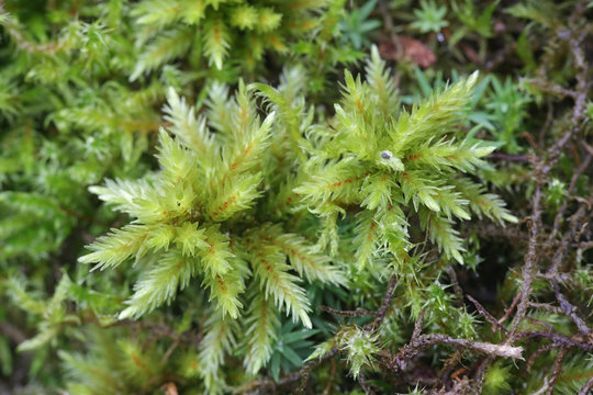 Climacium dendroides, known as the tree climacium moss or tree-moss, a moss species within the family Hypnaceae, in the class Bryopsida, subclass Bryidae and order Hypnales.