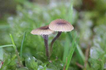 Rickenella swartzii, known as the Collared mosscap, wild mushroom from Finland