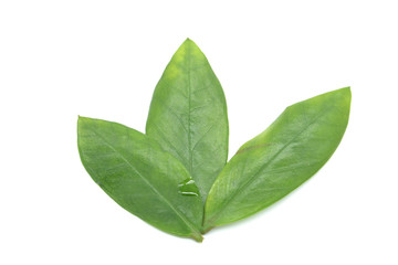 drops of collagen serum moisturizer face and Green branch. Skin Protector Facial Treatment Essential Oil, Vitamin C. Beauty and Spa 