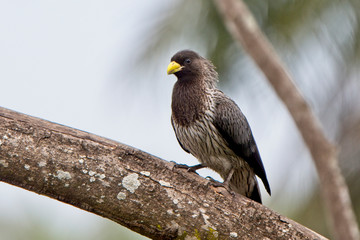 Western Grey Plantain-eater (Crinifer piscator) perched on a branch. Gambia.