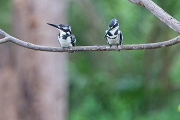 Pied Kingfisher (Ceryle rudis), two male and one female perched together, Abuko Forest Reserve, Gambia.