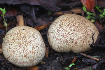 Scleroderma bovista, or Scleroderma verrucosum var. bovista, known as the Potato Earthball, wild fungus from Finland