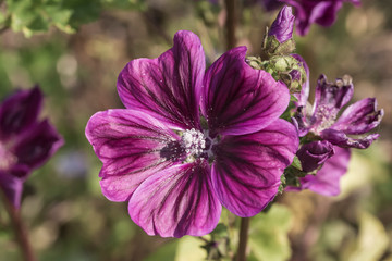 eine lila blühende Blüte