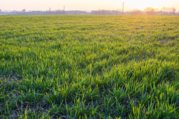 Field of young growing green wheat in spring with bright morning sunlight and dew.