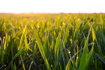 Green young wheat leaves early in the morning with bright sunshine and dew drops after a slight night frost.