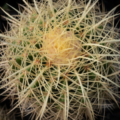 Prickly cactus close-up. Succulent macro image