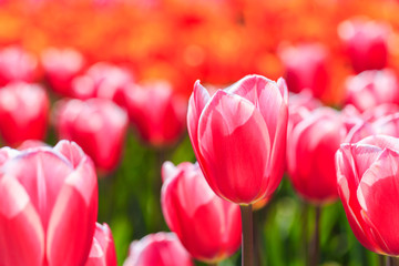 Fototapeta premium Closeup of pink tulips flowers with green leaves in the park outdoor.