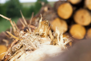 pine and other hard wood