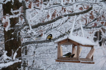tits at the feeding trough