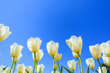 Fototapeta premium white spring tulips in a flower garden on a sunny day against a blue sky.