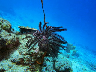 The amazing and mysterious underwater world of Indonesia, North Sulawesi, Manado, crinoid