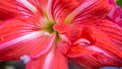 Beautiful Macro and Close up  of flower texture,