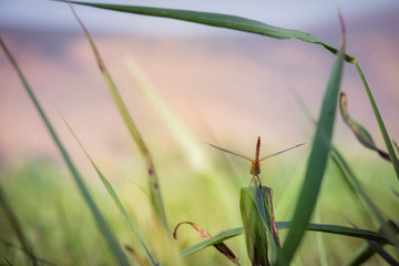 Backshot of a red dragonfly resting on a leaf