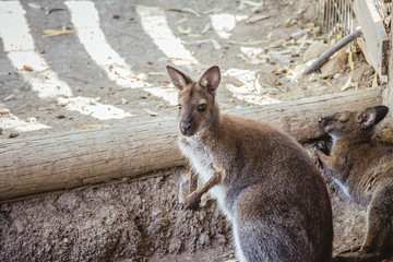 Red-necked wallaby in the zoo