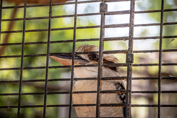 Close up portrait of a Laughing Kookaburra inside a cage