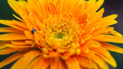Beautiful Macro and Close up  of Single orange daisy flower, flower texture,