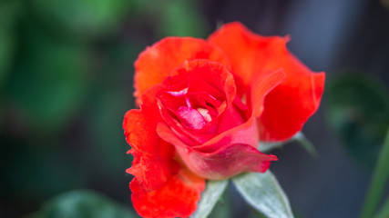Detailed up-close photo of a tropical coloured, red rose creates an interesting abstract effect.