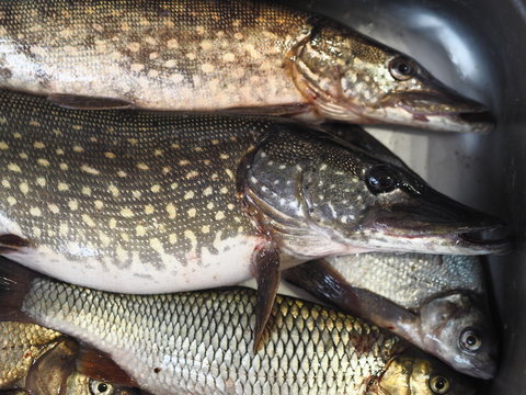 Just caught river fish in a metal container.Pike,Chub, and bream.