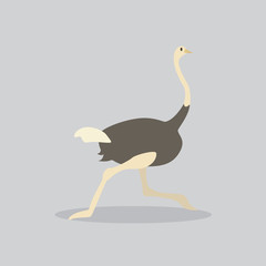 ostrich vector cartoon illustration. Cute friendly welsh ostrich, isolated on grey. Pets, animals, bird theme design element in contemporary simple flat style