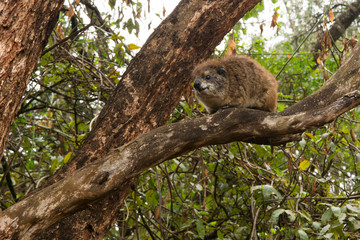 A tree hyrax (relative of elephants and sea cows) sitting on a tree in Kenya in the daytime