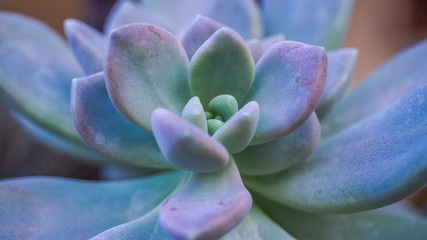 Beautiful Macro and Close up  of Cactus flower, in topical country