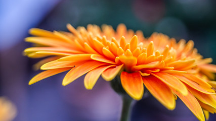 Beautiful Macro and Close up  of Single orange daisy flower, flower texture,