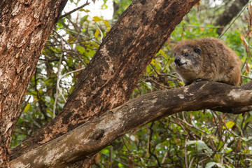 A tree hyrax (relative of elephants and sea cows) sitting on a tree in Kenya in the daytime